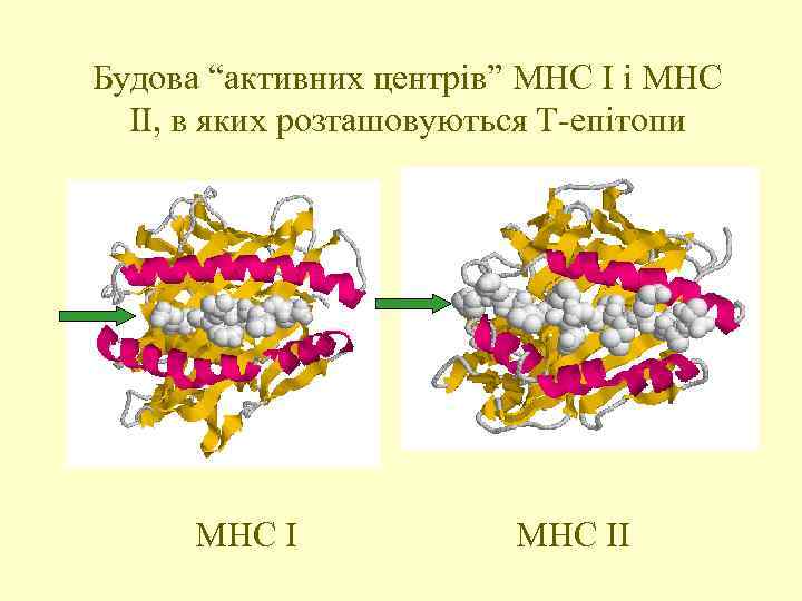 Будова “активних центрів” МНС І і МНС ІІ, в яких розташовуються Т-епітопи МНС ІІ