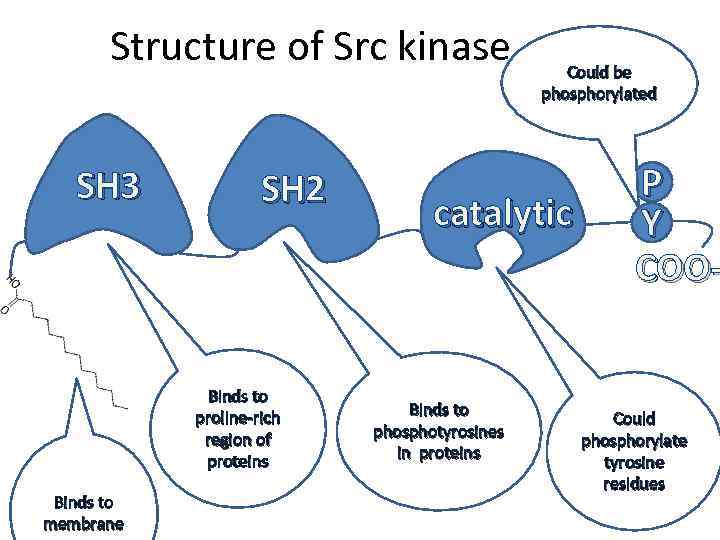 Structure of Src kinase SH 3 SH 2 Binds to proline-rich region of proteins