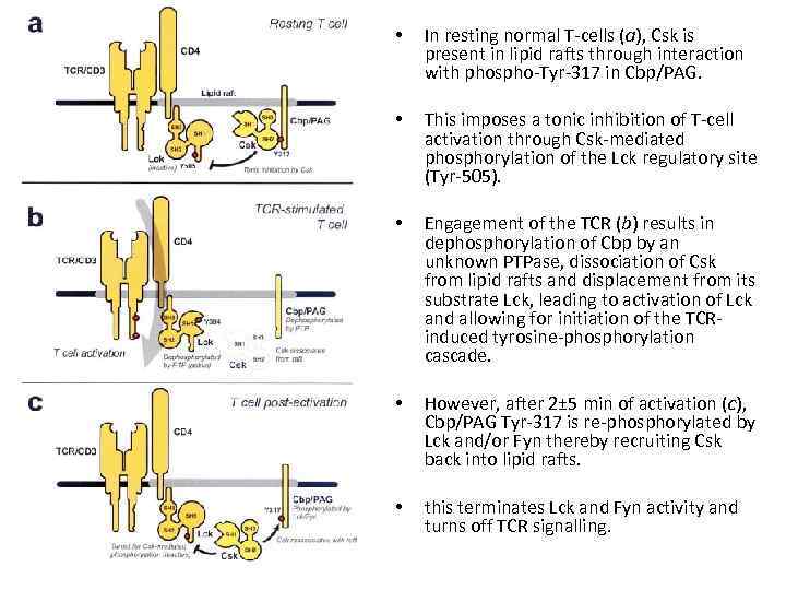  • In resting normal T-cells (a), Csk is present in lipid rafts through