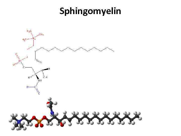 Sphingomyelin 