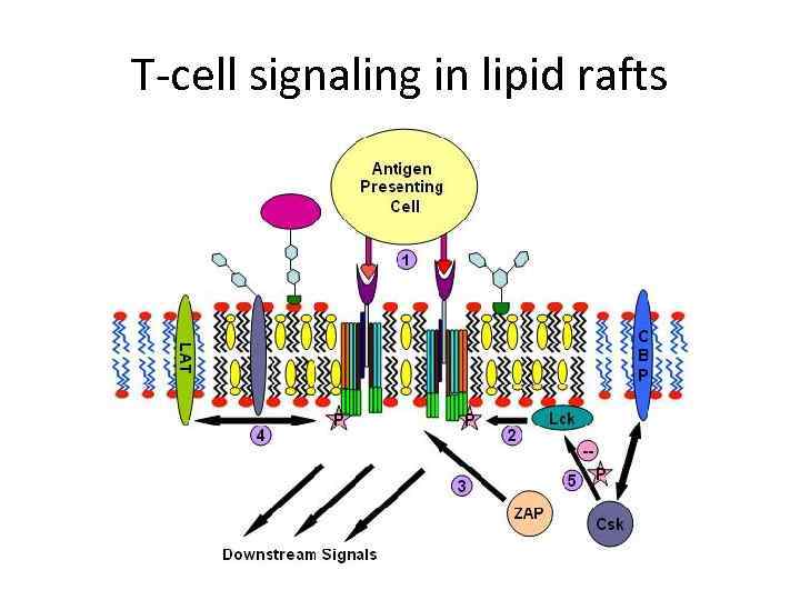 T-cell signaling in lipid rafts 