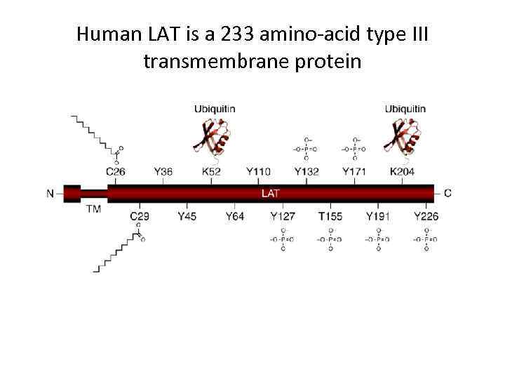 Human LAT is a 233 amino-acid type III transmembrane protein 