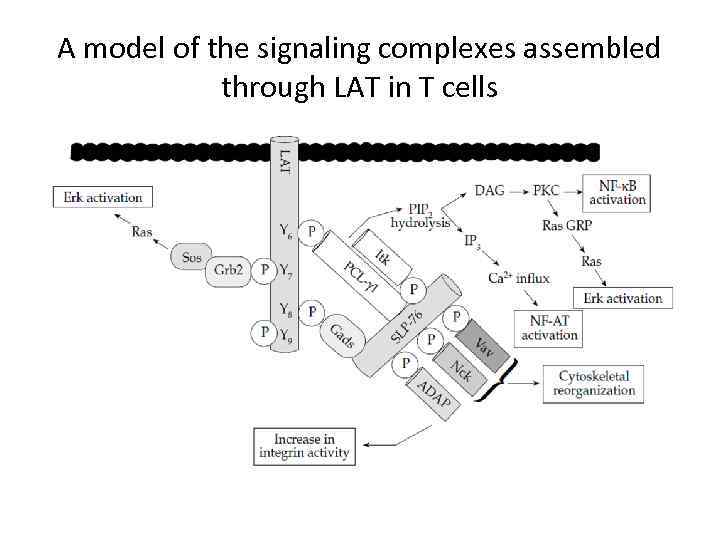 A model of the signaling complexes assembled through LAT in T cells 