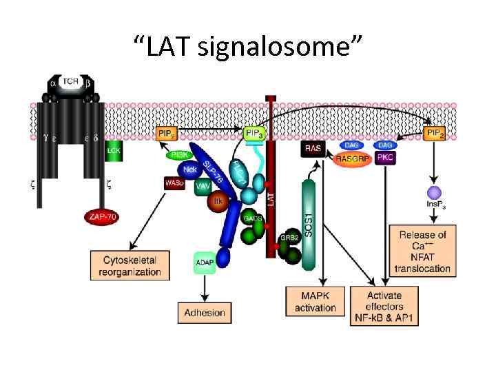 “LAT signalosome” 