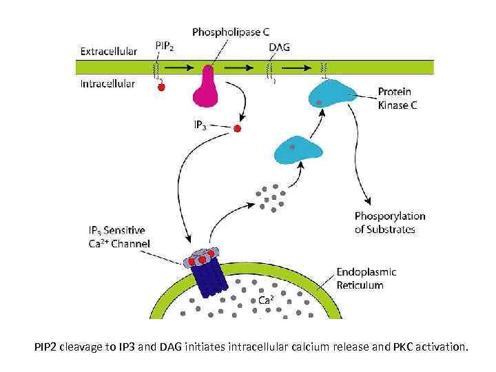 PIP 2 cleavage to IP 3 and DAG initiates intracellular calcium release and PKC