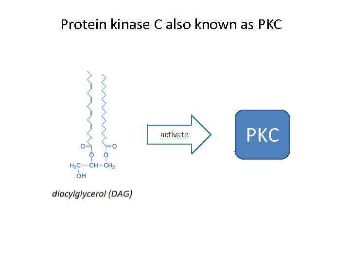 Protein kinase C also known as PKC activate PKC 