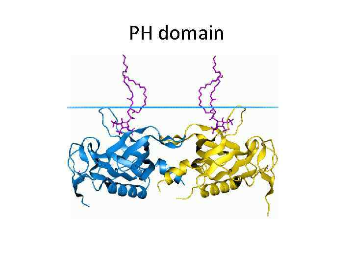 PH domain 