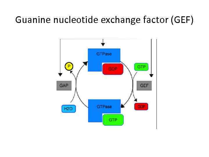 Guanine nucleotide exchange factor (GEF) 