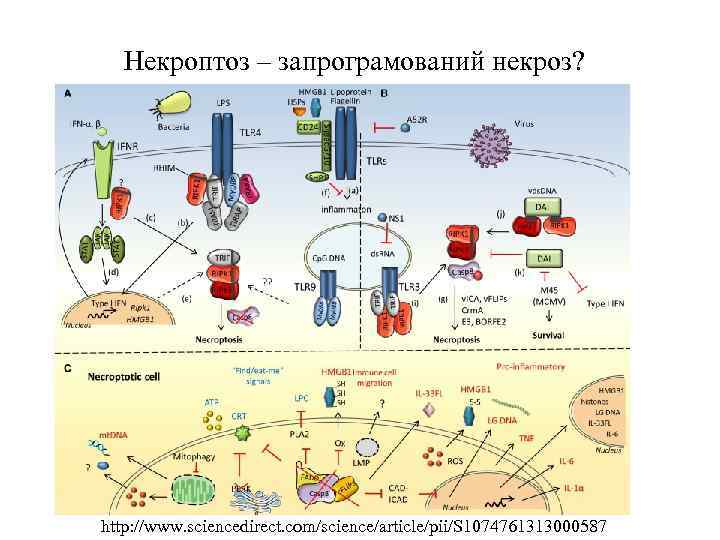 Некроптоз – запрограмований некроз? http: //www. sciencedirect. com/science/article/pii/S 1074761313000587 