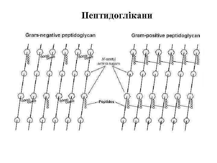 Пептидоглікани 