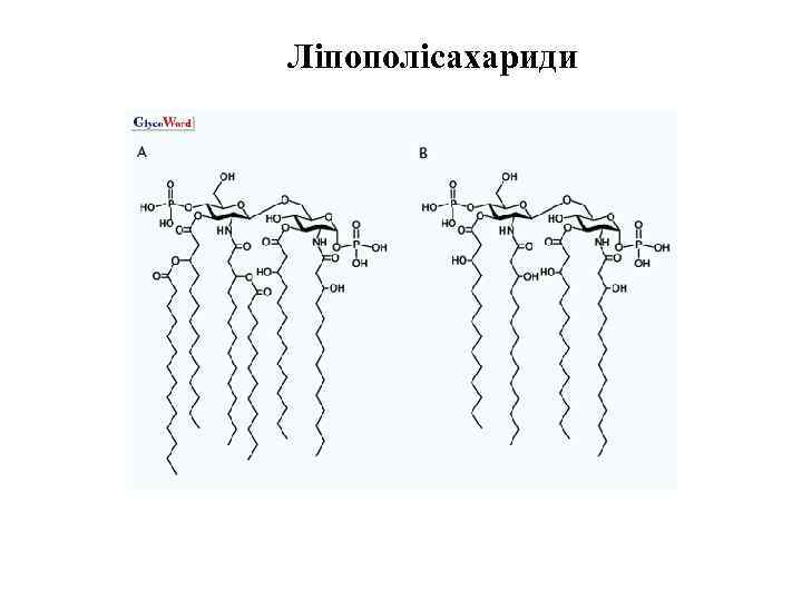 Ліпополісахариди 