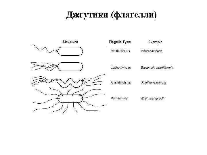 Джгутики (флагелли) 