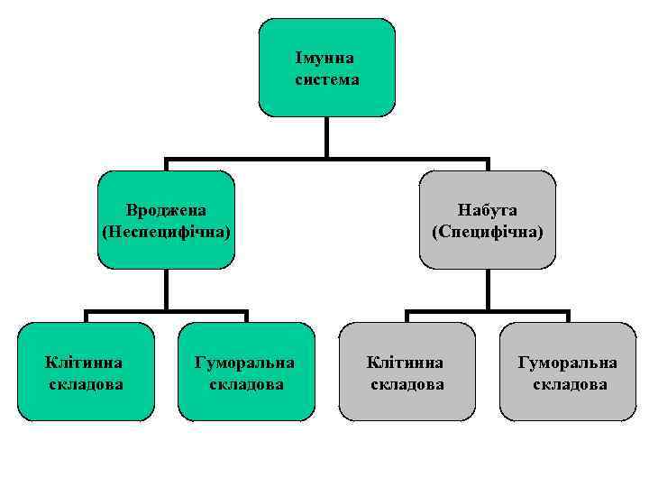 Імунна система Вроджена (Неспецифічна) Клітинна складова Гуморальна складова Набута (Специфічна) Клітинна складова Гуморальна складова