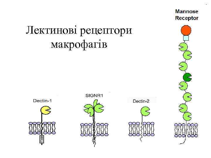 Лектинові рецептори макрофагів 