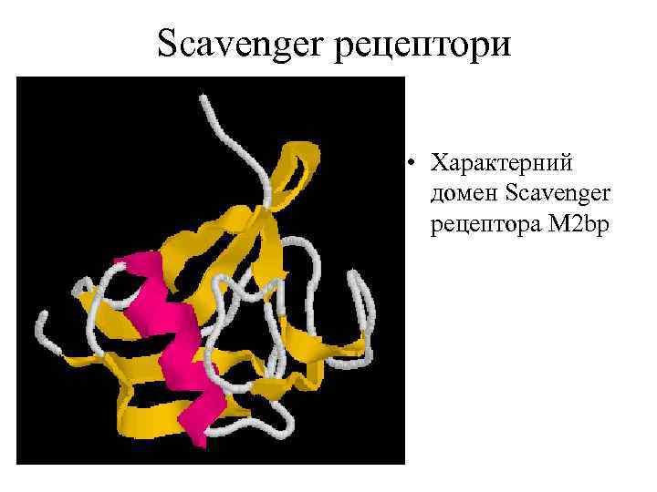 Scavenger рецептори • Характерний домен Scavenger рецептора M 2 bp 