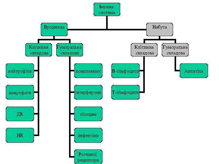 Імунна система Вроджена Клітинна складова Набута Гуморальна складова Клітинна складова нейтрофіли комплемент В-лімфоцити макрофаги
