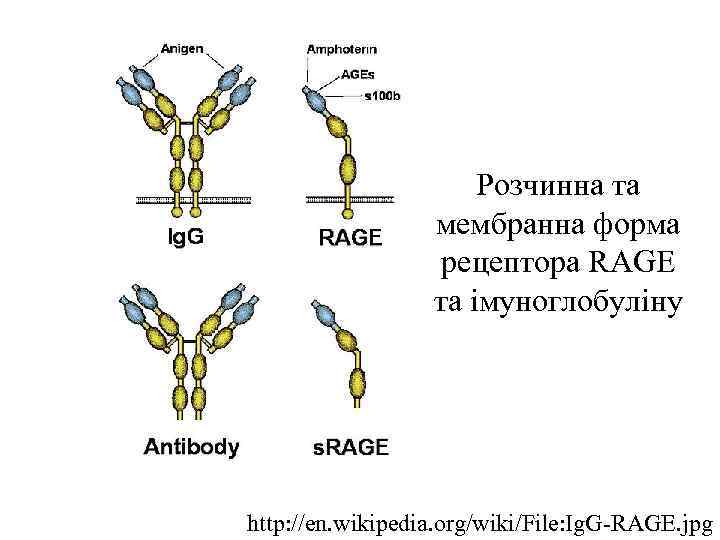 Розчинна та мембранна форма рецептора RAGE та імуноглобуліну http: //en. wikipedia. org/wiki/File: Ig. G-RAGE.