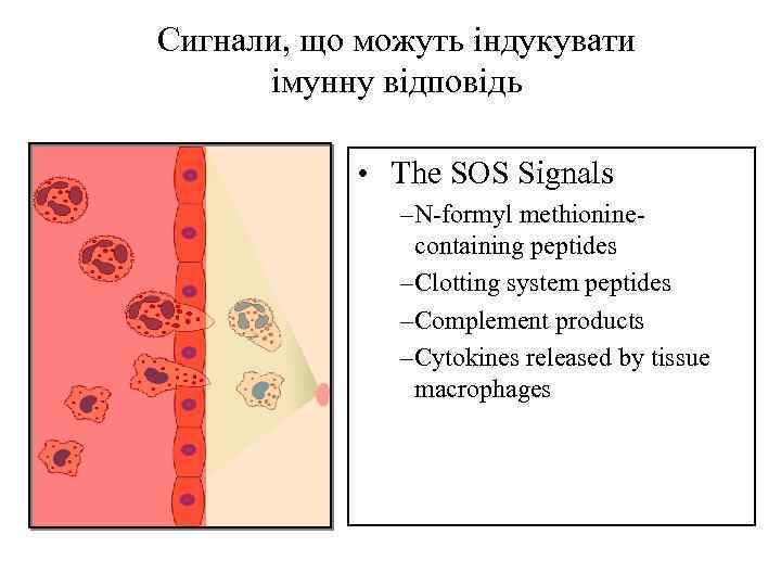 Сигнали, що можуть індукувати імунну відповідь • The SOS Signals –N-formyl methioninecontaining peptides –Clotting