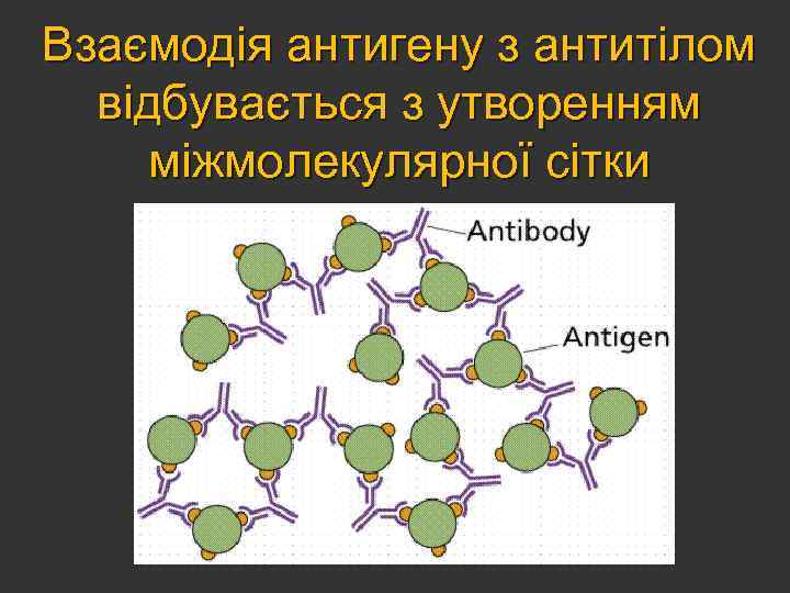 Взаємодія антигену з антитілом відбувається з утворенням міжмолекулярної сітки 