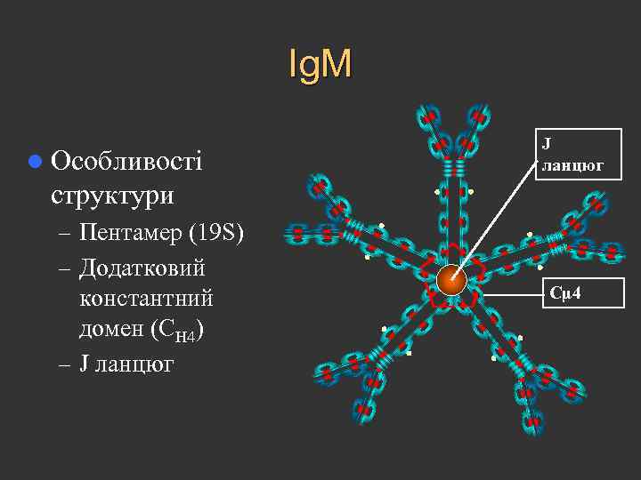 Ig. M l Особливості J ланцюг структури – Пентамер (19 S) – Додатковий константний
