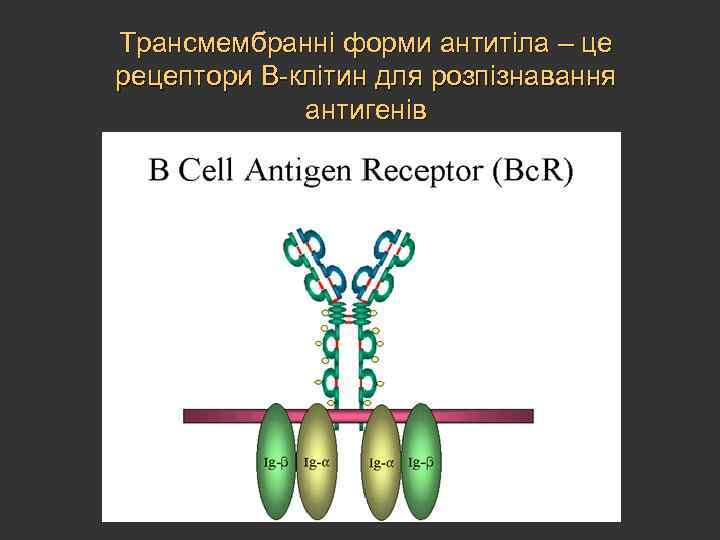 Трансмембранні форми антитіла – це рецептори В-клітин для розпізнавання антигенів 