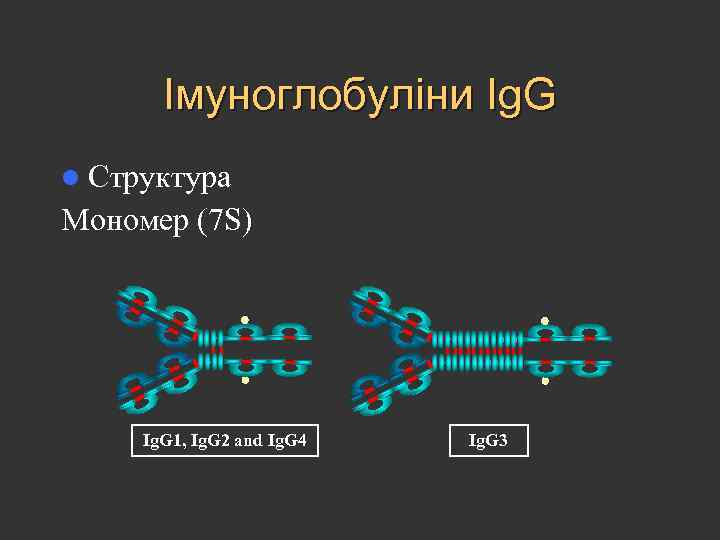 Імуноглобуліни Ig. G l Структура Мономер (7 S) Ig. G 1, Ig. G 2