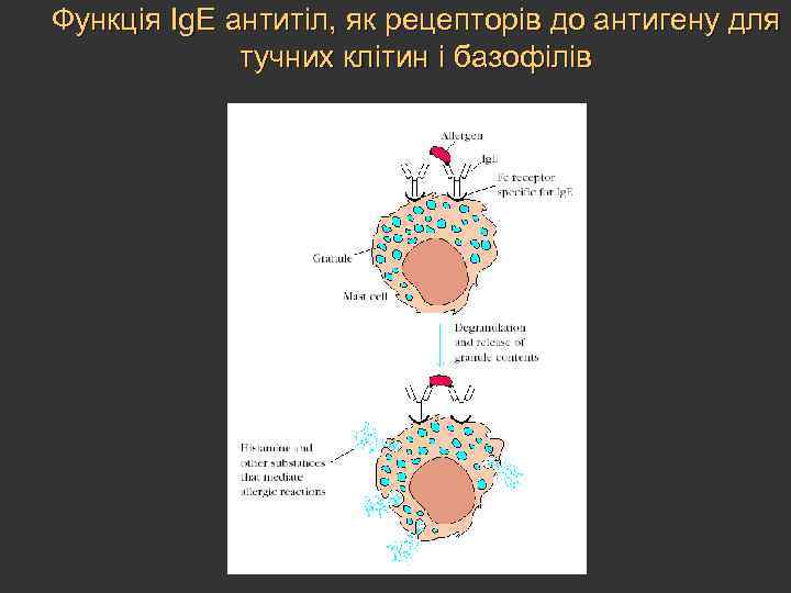 Функція Ig. E антитіл, як рецепторів до антигену для тучних клітин і базофілів 