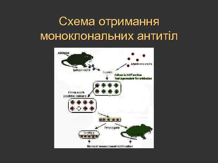 Схема отримання моноклональних антитіл 