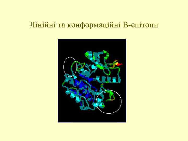 Лінійні та конформаційні В-епітопи 