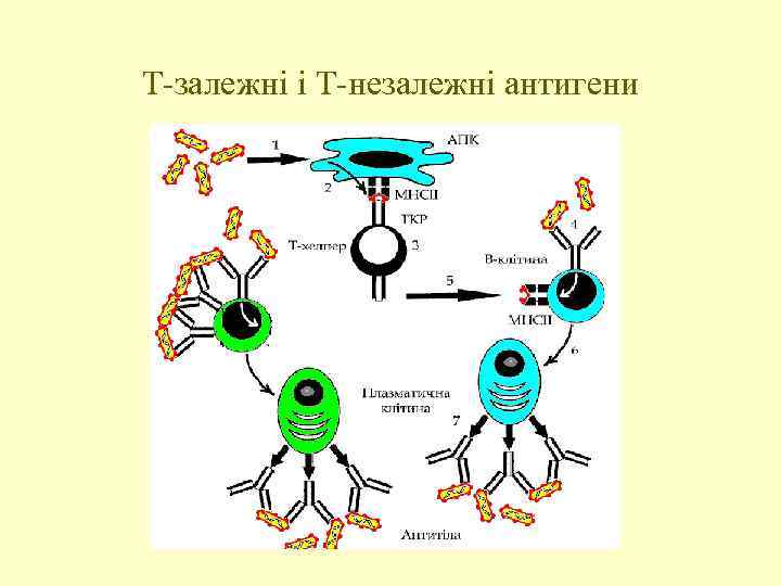 Т-залежні і Т-незалежні антигени 