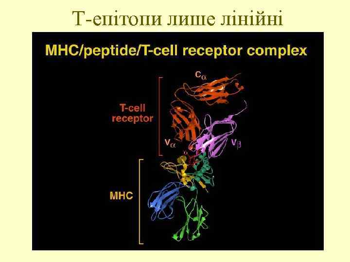 Т-епітопи лише лінійні 