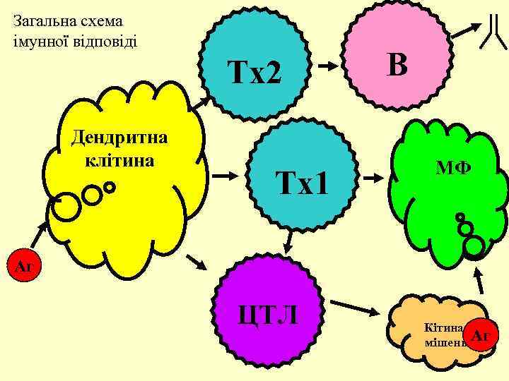 Загальна схема імунної відповіді Тх2 Дендритна клітина Тх1 В МФ Аг ЦТЛ Кітинамішень Аг