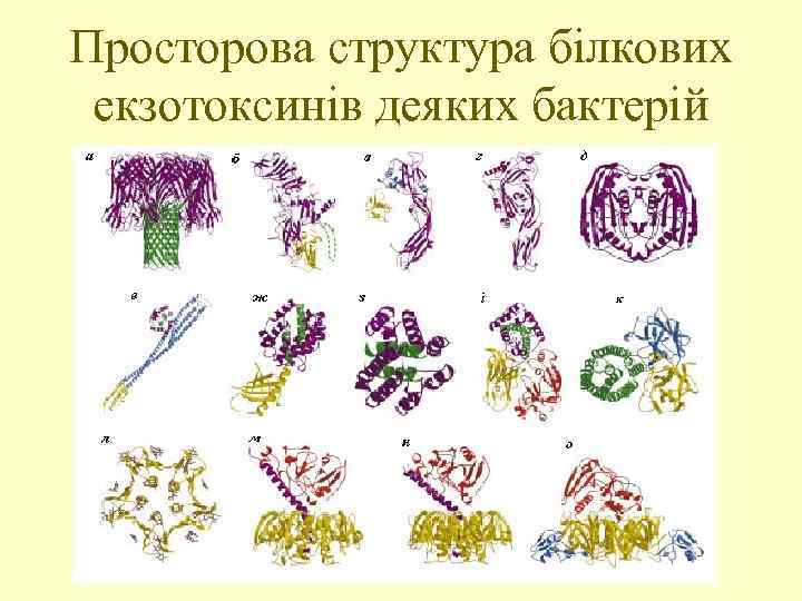 Просторова структура білкових екзотоксинів деяких бактерій 