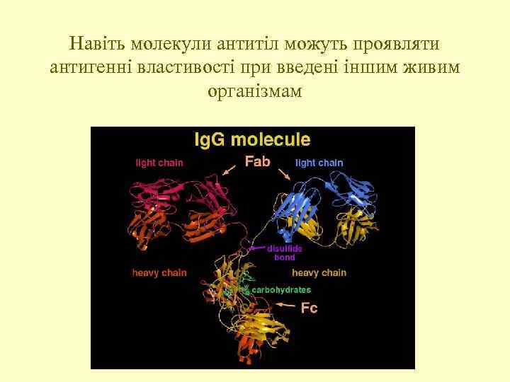 Навіть молекули антитіл можуть проявляти антигенні властивості при введені іншим живим організмам 