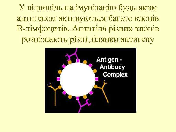 У відповідь на імунізацію будь-яким антигеном активуються багато клонів В-лімфоцитів. Антитіла різних клонів розпізнають
