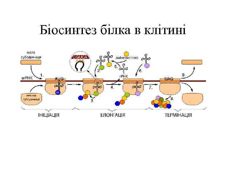 Біосинтез білка в клітині 