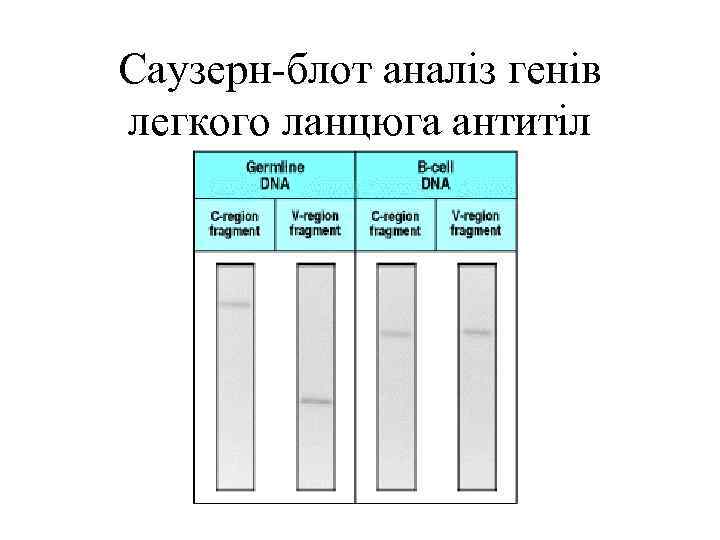 Саузерн-блот аналіз генів легкого ланцюга антитіл 