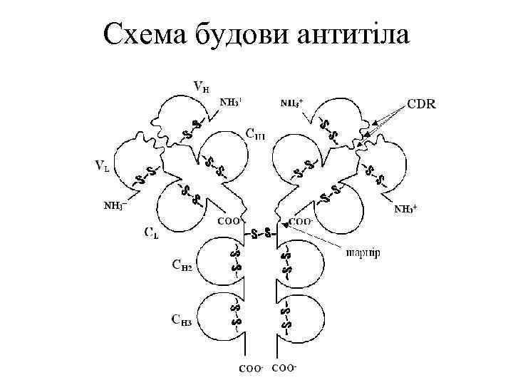 Схема будови антитіла 