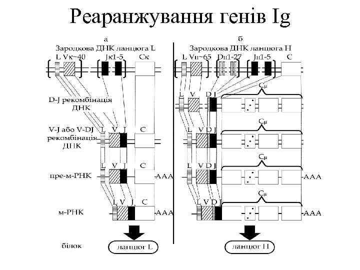 Реаранжування генів Ig 