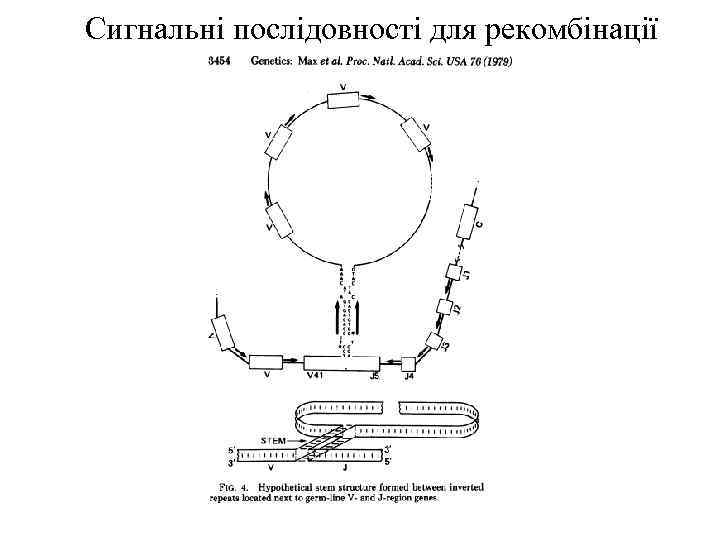 Сигнальні послідовності для рекомбінації 