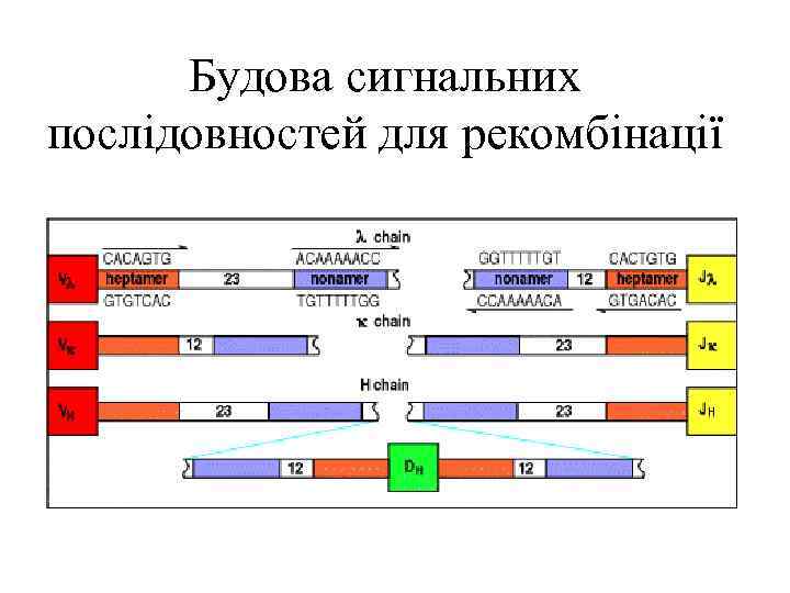 Будова сигнальних послідовностей для рекомбінації 