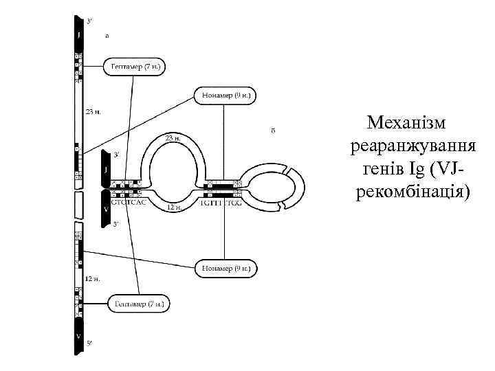  Механізм реаранжування генів Ig (VJрекомбінація) 