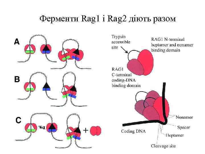 Ферменти Rag 1 і Rag 2 діють разом 