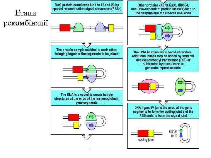 Етапи рекомбінації 
