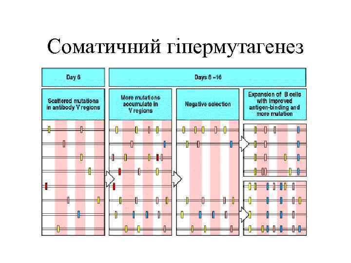 Соматичний гіпермутагенез 