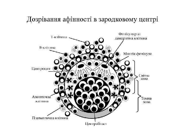 Дозрівання афінності в зародковому центрі 