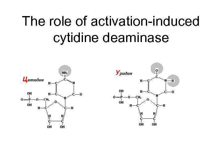 The role of activation-induced cytidine deaminase 