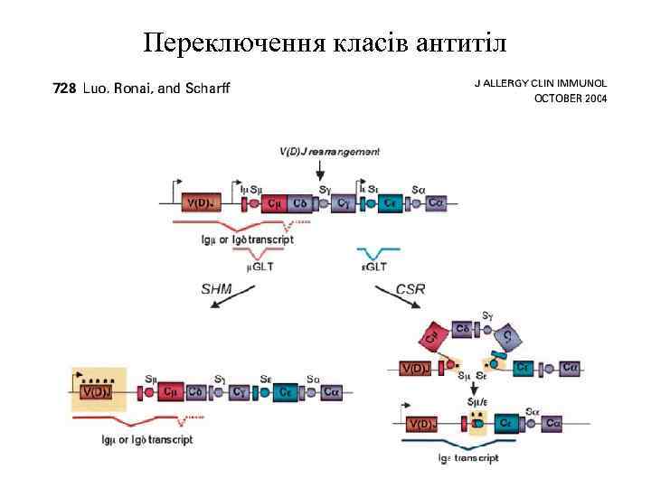 Переключення класів антитіл 