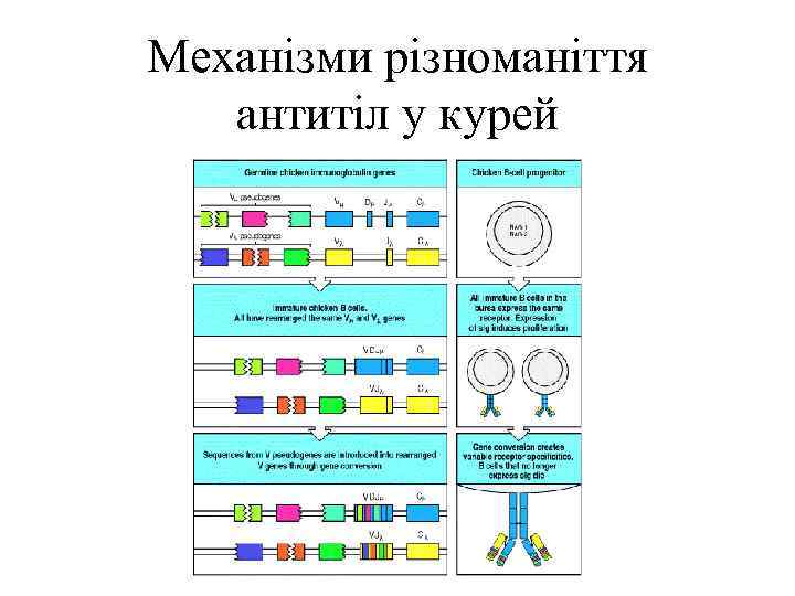 Механізми різноманіття антитіл у курей 