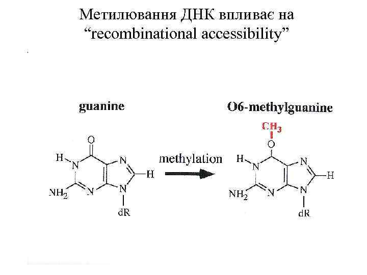 Метилювання ДНК впливає на “recombinational accessibility” 